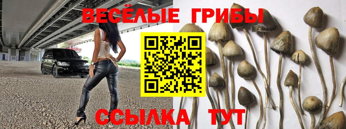 Псилоцибиновые грибы MAGIC MUSHROOMS  Вход с VPN  Камень-на-Оби 